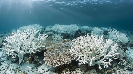 The impact of global warming on coral reefs