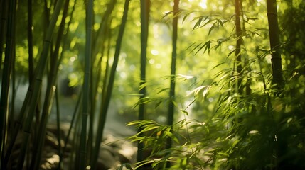 Bamboo forest in the morning light. Panoramic image.