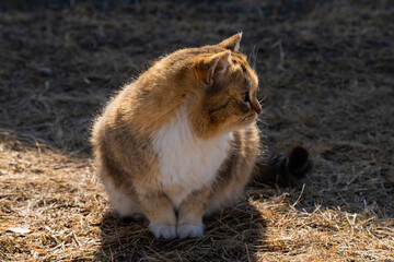 cute white beige kitten cat sits on brown grass. farm domestic cat resting and walking outside. muzzle in profile view. care and help homeless animals