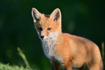 Young Fox Cub Portrait