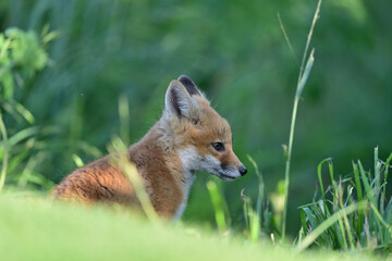 Young Fox Cub Hiding in  a Bush