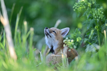 Young Fox Cub Hiding in  a Bush