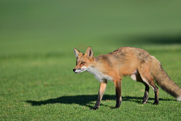 Fox Playing at Los Golf Course