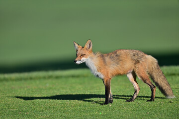 Fototapeta premium Fox Playing at Los Golf Course