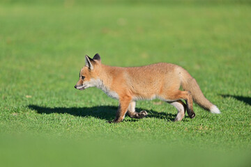 Fototapeta premium Young Fox cub playing near the den