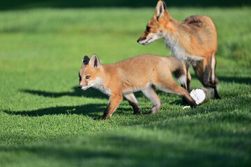 Fox Pup Playing with mother at Los Golf Course