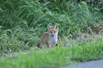 Fototapeta premium Cute Baby Fox strolling at Los Golf Course