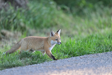 Fototapeta premium Cute Baby Fox strolling at Los Golf Course