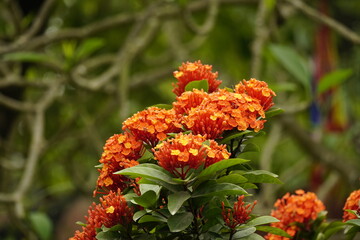 Close-up of Ixora chinensis flower