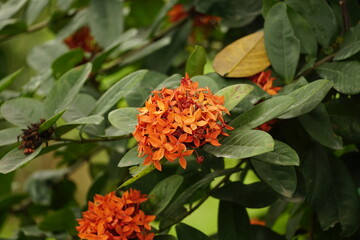 Close-up of Ixora chinensis flower