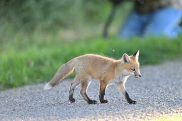 Cute Baby Fox strolling  at Los Golf Course