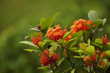 Close-up of Ixora chinensis flower
