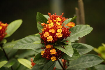 Close-up of Ixora chinensis flower