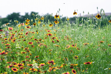 Summer wildflowers in full bloom, Austin, Texas native plants cactus blowers