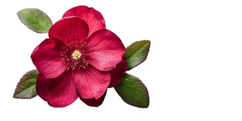 A horizontal view of lonely beautiful Lenten rose with leaves on a plain background or PNG for poster or graphic use, Generative AI.
