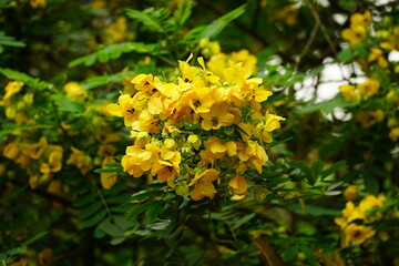Close-up of Caesalpinia ferrea flower