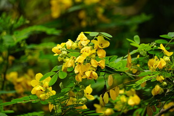 Close-up of Caesalpinia ferrea flower