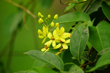 Close-up of Galphimia glauca flower