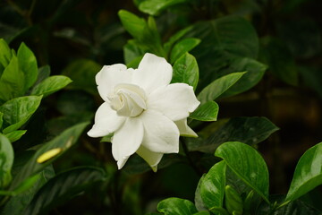 Close-up of white Jasminum flowers blooming