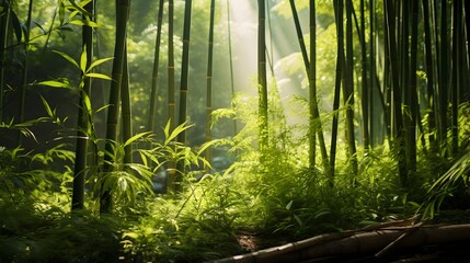 Panoramic view of a bamboo forest in the morning light.