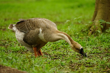 Close-up of Anser cygnoides