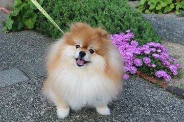 A Pomeranian with brown fluffy fur. It has a stuffed animal-like face. He is a very cute dog with a...