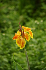 Close-up of Canna edulis red flower
