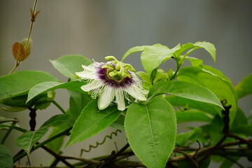 Close-up of Passiflora edulis flower