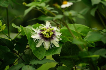 Close-up of Passiflora edulis flower
