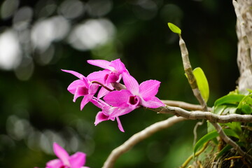 Close-up of Dendrobium parishii orchid