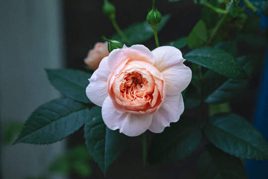 pink rose