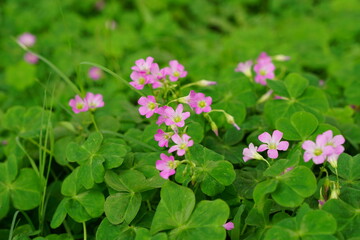 Close-up of Trifolium flowers