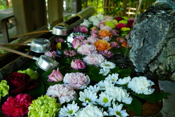 Colorful Flower on Chozuya or Fountain at Setagaya-Hachiman Shrine in Tokyo, Japan - 日本 東京 世田谷八幡宮 手水舎の花