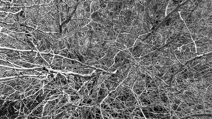 Bare, dry-season backyard hedge tree stands stark against the landscape, its leafless branches evoking a quiet, dormant beauty.