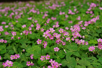 Close-up of Trifolium flowers