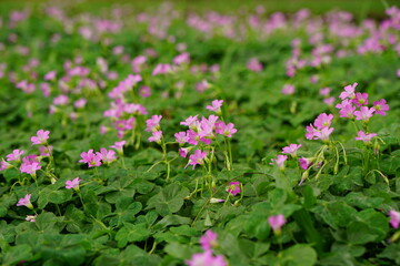 Fototapeta premium Close-up of Trifolium flowers