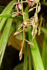 Close-up of Cymbidium orchids