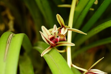 Close-up of Cymbidium orchids