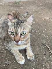 Obraz premium portrait of a cat