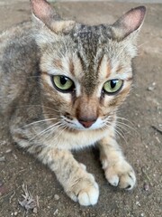 Cat on the floor