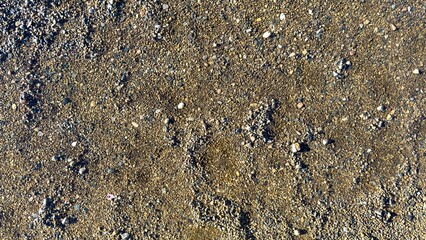 Wet sandy pebble ground path glistens underfoot, offering a textured journey through a natural, damp landscape.