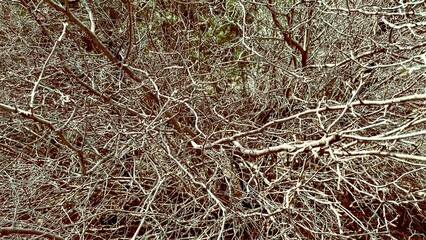 Forest hedge tree bush, a dense, lush barrier of greenery, provides privacy and adds natural beauty to landscapes.