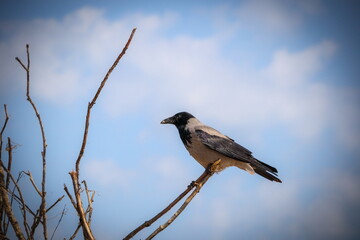 crow on a branch