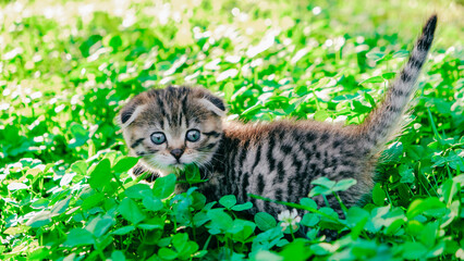 Kitten in the green grass in the summer garden. Little cute fold kitten in clover.Tabby kitten...