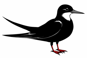 Tern silhouette on white background, Vector illustration, icon, svg, characters, Holiday t shirt, Hand drawn trendy Vector illustration, illustration of a seagu