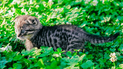 Pet walking outside.Kitten in the green grass . Little cute fold kitten in clover.Tabby kitten...
