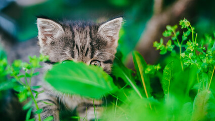 kitten hiding in the garden. Little fold kitten in clover.tabby kitten gazes in awe at the sunlit...