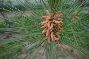 close up of pine cone