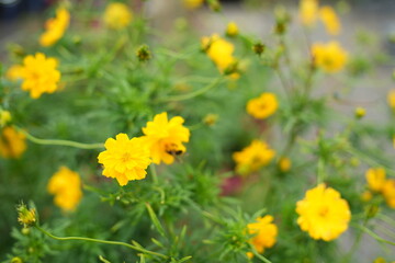 The yellow flowers in the garden are growing abundantly