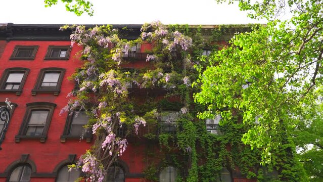 NEW YORK, NEW YORK - USA MAY 3 2024: Wisteria Vines blooms on walls of the Apartment buildings among growing fresh green trees around the Abe Lebewohl Triangle in East Village in New York City.
